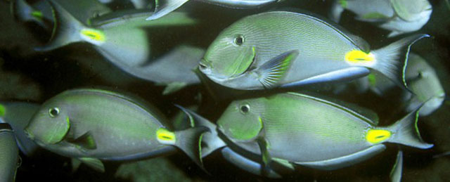 Acanthurus monroviae